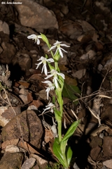 Habenaria kariniae
