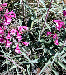 Penstemon parryi