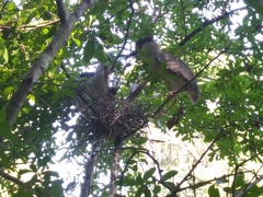 Nycticorax nycticorax image