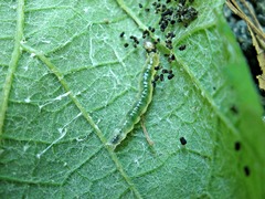 Desmia funeralis