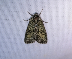Acronicta heitzmani