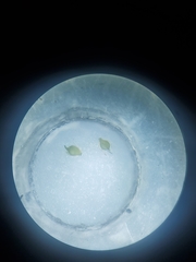 Eleocharis intermedia