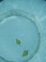 Eleocharis intermedia