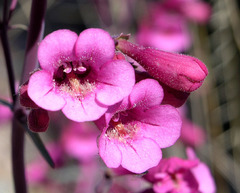 Penstemon parryi
