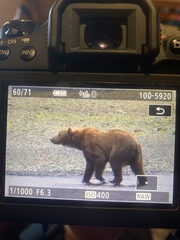 Ursus arctos middendorffi