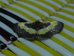 Peratophyga trigonata