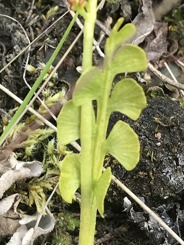 Botrychium minganense image