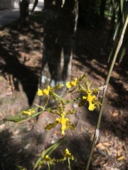 Oncidium altissimum
