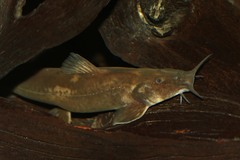 Common Mountain Catfish photo 3