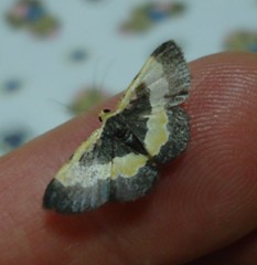 Peratophyga trigonata