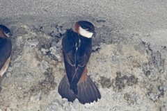 Petrochelidon rufocollaris