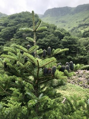Abies koreana