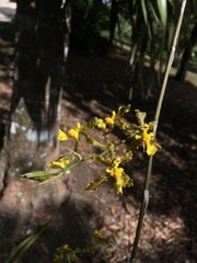 Oncidium altissimum