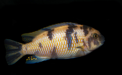Blue Mbuna photo 5