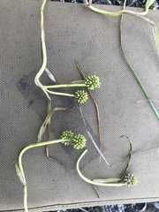 Sparganium hyperboreum