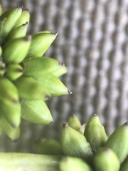 Sparganium hyperboreum