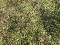 Sparganium hyperboreum