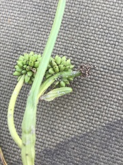 Sparganium hyperboreum