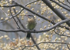 Acanthagenys rufogularis