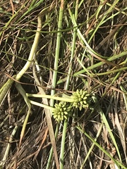 Sparganium hyperboreum