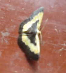 Peratophyga trigonata