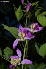 Bletia macristhmochila