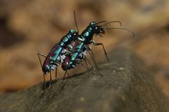 Jansenia azureocincta