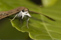 Caprona ransonnettii