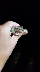 Osteopilus vastus