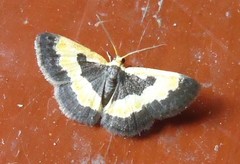 Peratophyga trigonata