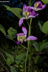 Bletia macristhmochila