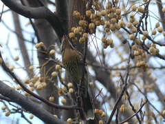Acanthagenys rufogularis