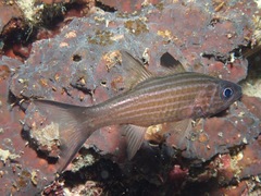 Cheilodipterus alleni