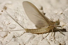 Callibaetis fluctuans