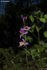 Bletia macristhmochila