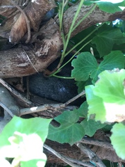 Pseudocheirus peregrinus