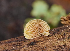 Crepidotus eucalyptorum
