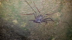 Phrynidae