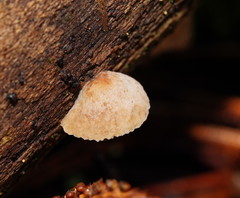 Crepidotus eucalyptorum