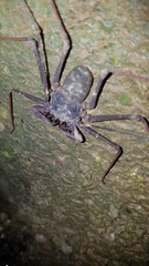 Phrynidae