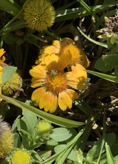Halictinae