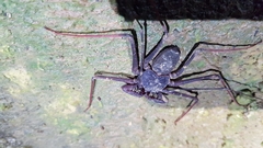 Phrynidae
