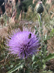 Cirsium flodmanii