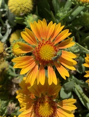 Halictinae