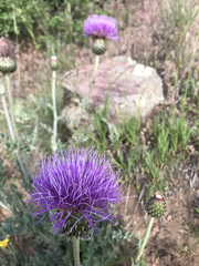 Cirsium flodmanii