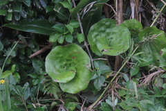 Farfugium japonicum japonicum