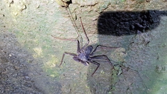 Phrynidae