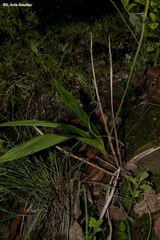 Bletia macristhmochila