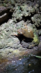 Osteopilus vastus