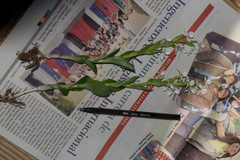 Habenaria kariniae